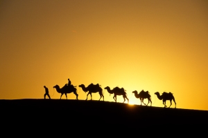2-Camel-Caravan